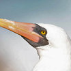 Nazca Booby